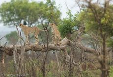 Gepard (14 von 41).jpg